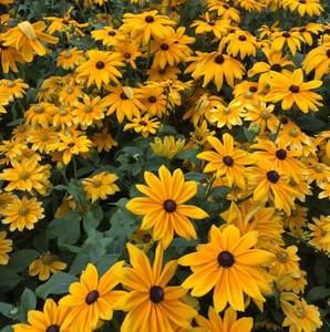 Meet your Posher, Irma